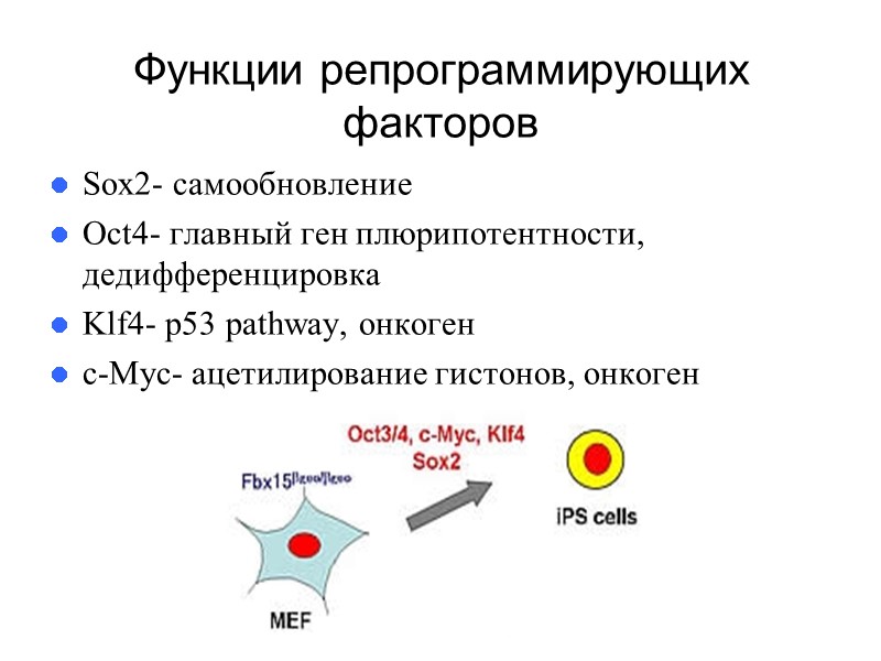 Функции репрограммирующих факторов Sox2- самообновление Oct4- главный ген плюрипотентности, дедифференцировка Klf4- p53 pathway, онкоген
